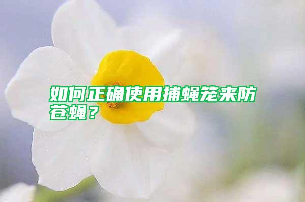 如何正確使用捕蠅籠來防蒼蠅？