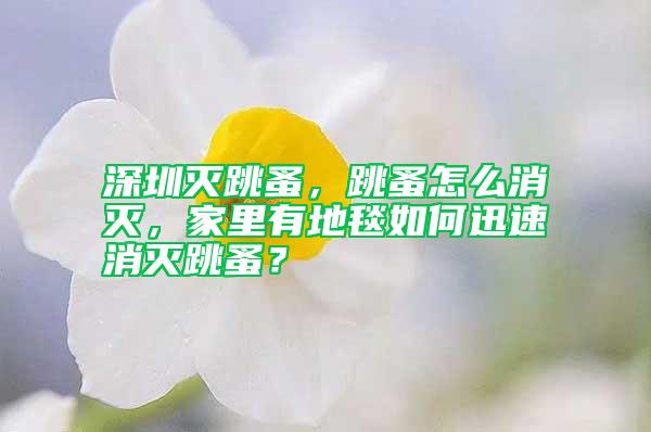 深圳滅跳蚤，跳蚤怎么消滅，家里有地毯如何迅速消滅跳蚤？