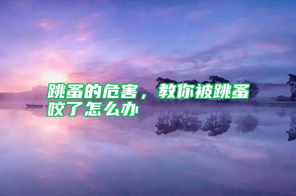 跳蚤的危害，教你被跳蚤咬了怎么辦