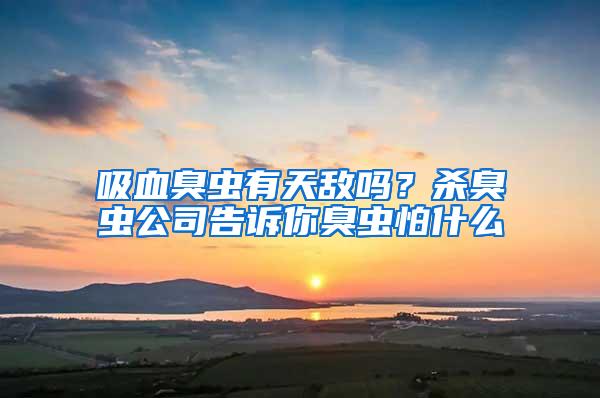 吸血臭蟲有天敵嗎？殺臭蟲公司告訴你臭蟲怕什么