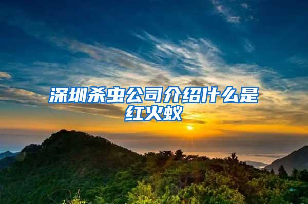 深圳殺蟲公司介紹什么是紅火蟻