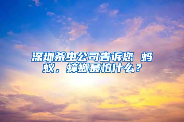 深圳殺蟲公司告訴您 螞蟻，蟑螂最怕什么？