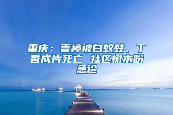 重慶：香樟被白蟻蛀、丁香成片死亡 社區(qū)樹(shù)木盼急診