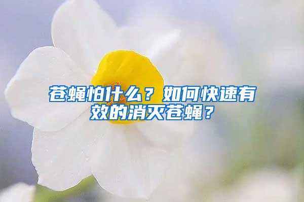 蒼蠅怕什么？如何快速有效的消滅蒼蠅？