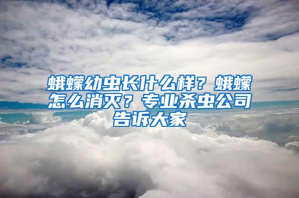 蛾蠓幼蟲長什么樣？蛾蠓怎么消滅？專業(yè)殺蟲公司告訴大家