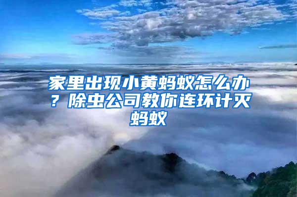 家里出現小黃螞蟻怎么辦？除蟲公司教你連環計滅螞蟻