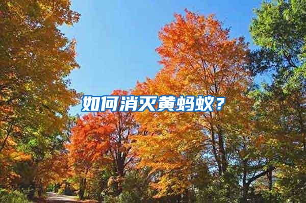 如何消滅黃螞蟻？