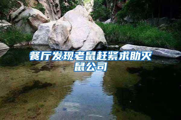 餐廳發現老鼠趕緊求助滅鼠公司