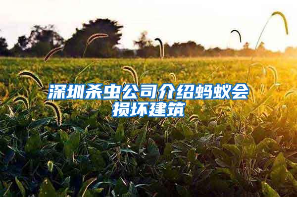 深圳殺蟲公司介紹螞蟻會(huì)損壞建筑