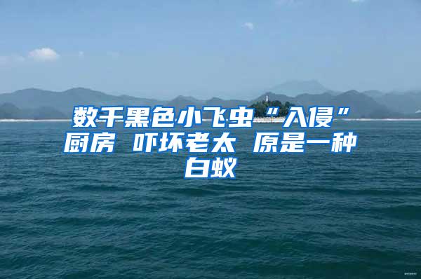 數(shù)千黑色小飛蟲“入侵”廚房 嚇壞老太 原是一種白蟻