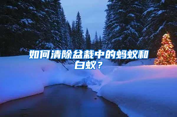 如何清除盆栽中的螞蟻和白蟻？