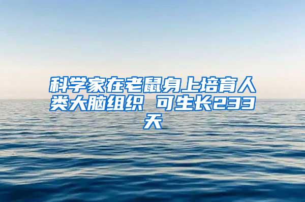 科學家在老鼠身上培育人類大腦組織 可生長233天