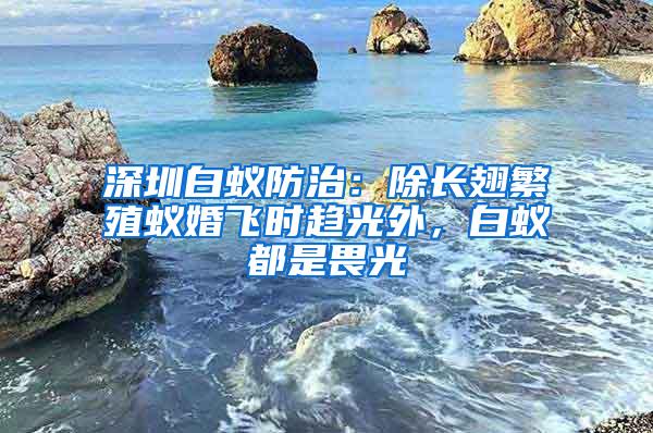 深圳白蟻防治：除長翅繁殖蟻婚飛時趨光外，白蟻都是畏光