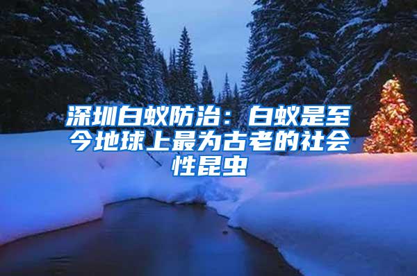 深圳白蟻防治：白蟻是至今地球上最為古老的社會性昆蟲