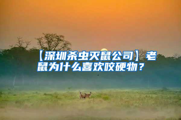 【深圳殺蟲滅鼠公司】老鼠為什么喜歡咬硬物？