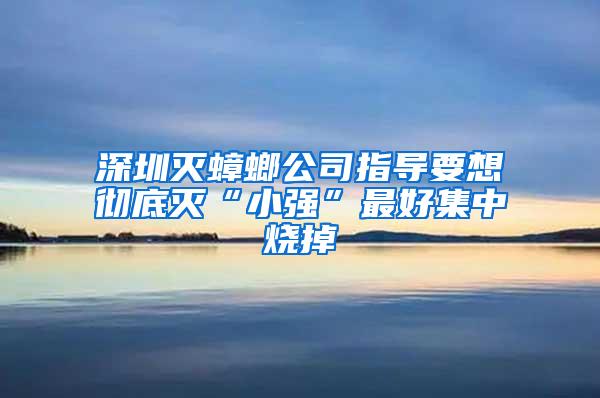 深圳滅蟑螂公司指導要想徹底滅“小強”最好集中燒掉