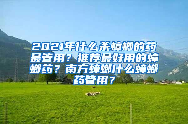 2021年什么殺蟑螂的藥最管用？推薦最好用的蟑螂藥？南方蟑螂什么蟑螂藥管用？