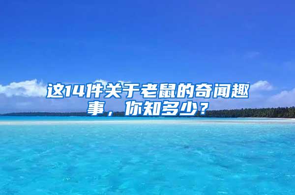 這14件關(guān)于老鼠的奇聞趣事，你知多少？