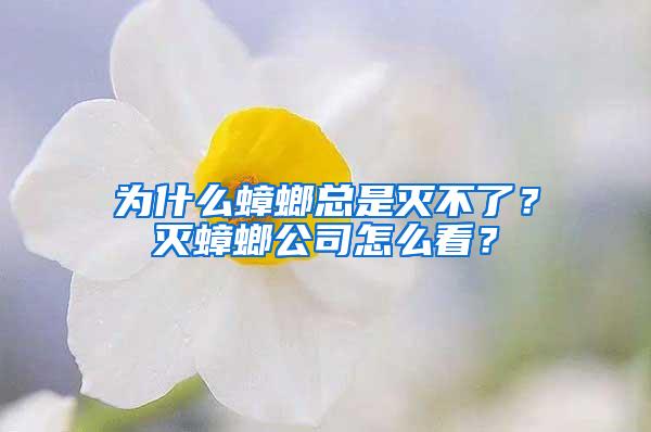 為什么蟑螂總是滅不了？滅蟑螂公司怎么看？