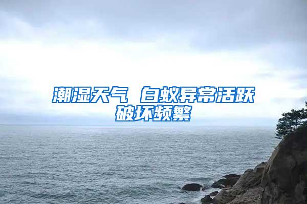 潮濕天氣 白蟻異?；钴S破壞頻繁