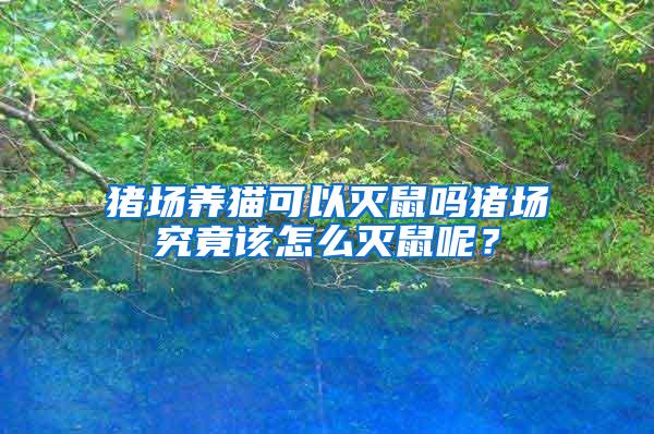 豬場養貓可以滅鼠嗎豬場究竟該怎么滅鼠呢？