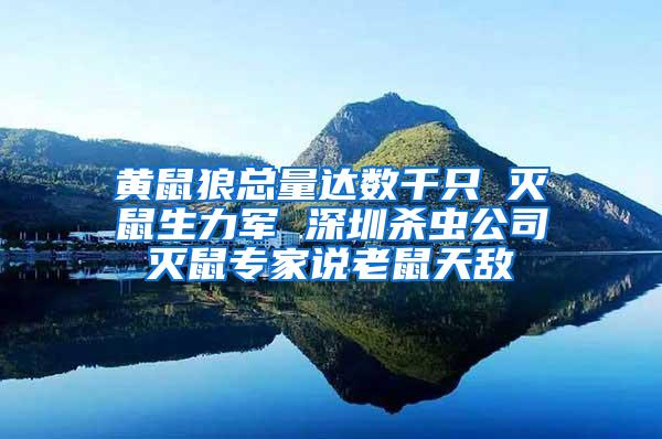 黃鼠狼總量達數千只 滅鼠生力軍 深圳殺蟲公司滅鼠專家說老鼠天敵