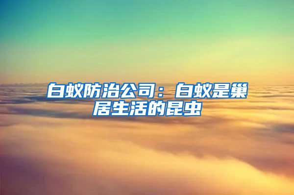 白蟻防治公司：白蟻是巢居生活的昆蟲(chóng)