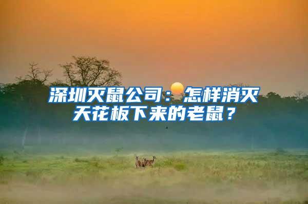 深圳滅鼠公司：怎樣消滅天花板下來的老鼠？