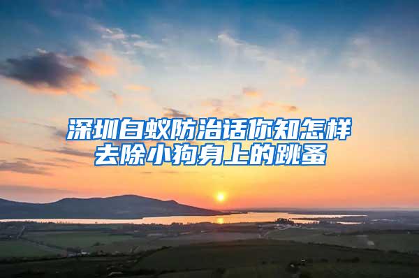 深圳白蟻防治話你知怎樣去除小狗身上的跳蚤