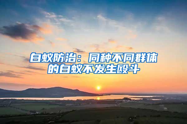 白蟻防治：同種不同群體的白蟻不發(fā)生毆斗