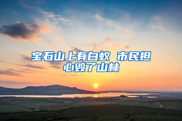 寶石山上有白蟻 市民擔心毀了山林