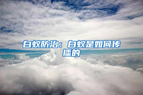 白蟻防治：白蟻是如何傳播的