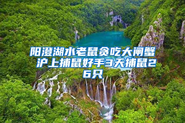 陽(yáng)澄湖水老鼠貪吃大閘蟹 滬上捕鼠好手3天捕鼠26只