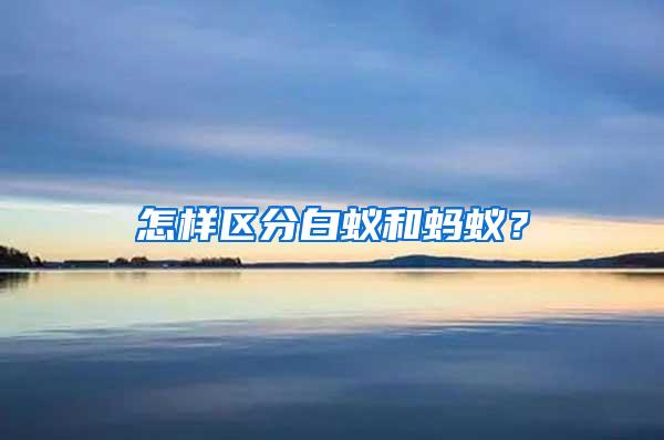 怎樣區分白蟻和螞蟻？