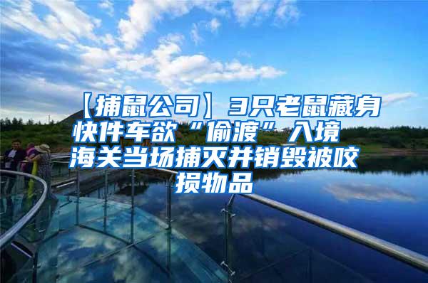 【捕鼠公司】3只老鼠藏身快件車欲“偷渡”入境 海關當場捕滅并銷毀被咬損物品