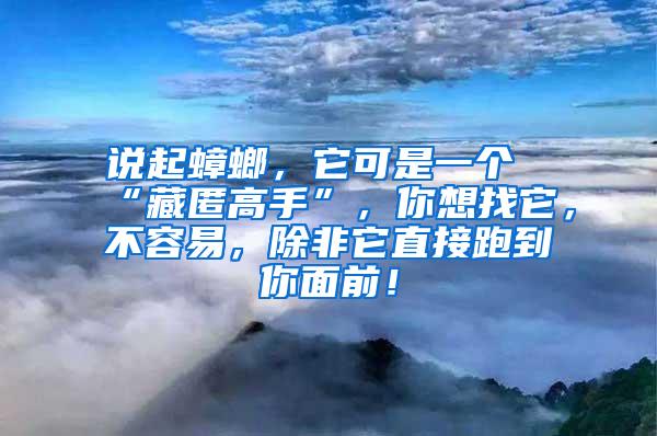 說起蟑螂，它可是一個“藏匿高手”，你想找它，不容易，除非它直接跑到你面前！