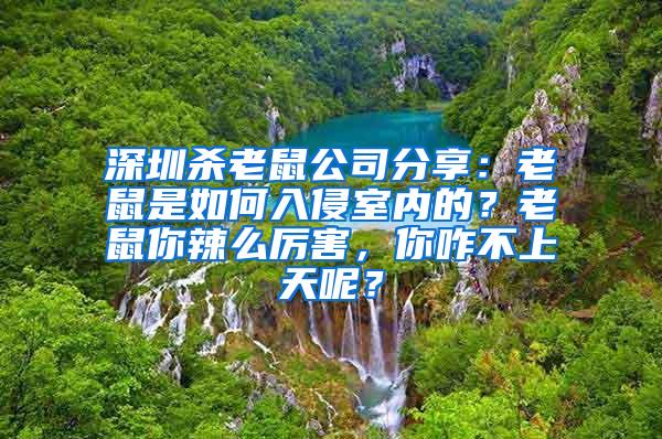 深圳殺老鼠公司分享：老鼠是如何入侵室內(nèi)的？老鼠你辣么厲害，你咋不上天呢？