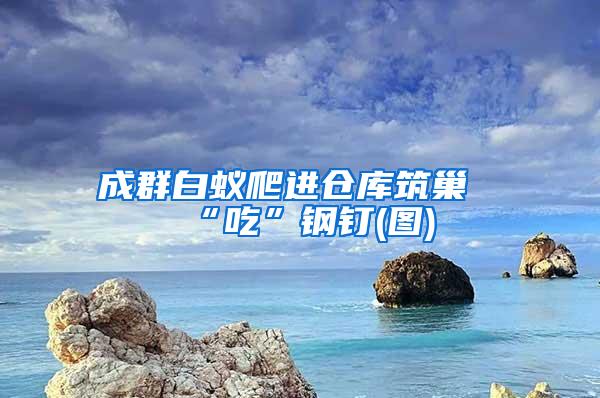 成群白蟻爬進倉庫筑巢“吃”鋼釘(圖)