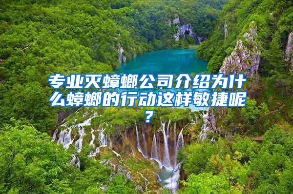 專業滅蟑螂公司介紹為什么蟑螂的行動這樣敏捷呢？