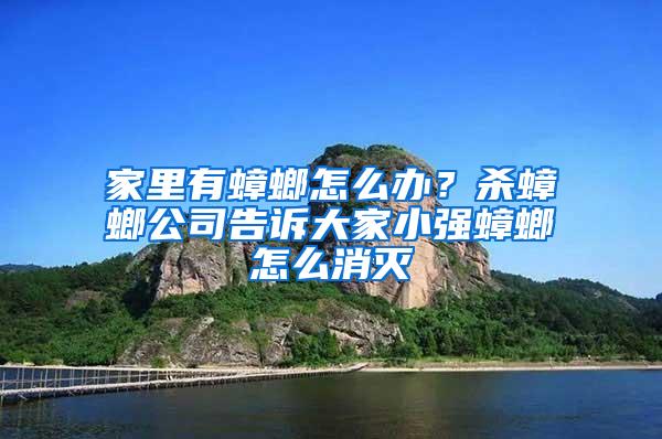 家里有蟑螂怎么辦？殺蟑螂公司告訴大家小強蟑螂怎么消滅