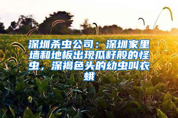 深圳殺蟲公司：深圳家里墻和地板出現瓜籽般的怪蟲，深褐色頭的幼蟲叫衣蛾