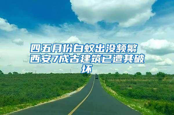 四五月份白蟻出沒頻繁 西安7成古建筑已遭其破壞