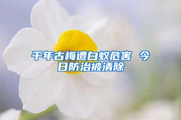 千年古梅遭白蟻危害 今日防治被清除