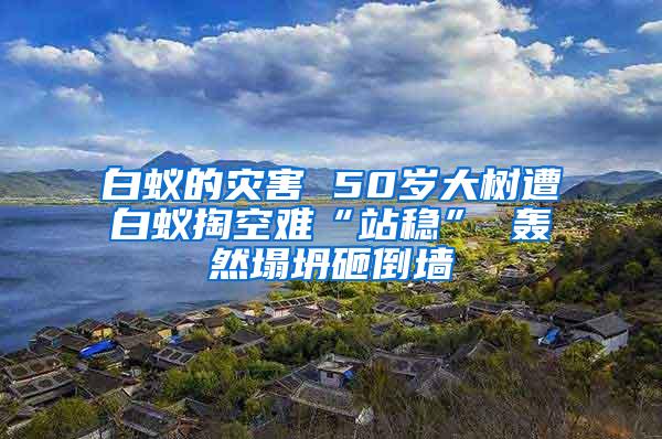 白蟻的災害 50歲大樹遭白蟻掏空難“站穩” 轟然塌坍砸倒墻