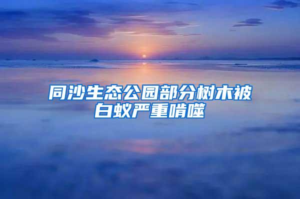 同沙生態(tài)公園部分樹木被白蟻嚴(yán)重啃噬