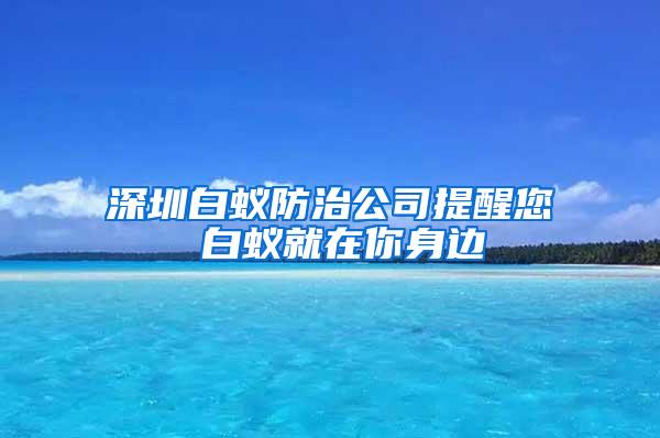 深圳白蟻防治公司提醒您 白蟻就在你身邊