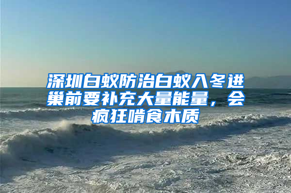 深圳白蟻防治白蟻入冬進巢前要補充大量能量，會瘋狂啃食木質