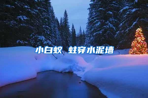 小白蟻 蛀穿水泥墻