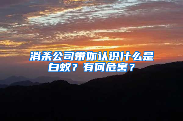 消殺公司帶你認識什么是白蟻？有何危害？