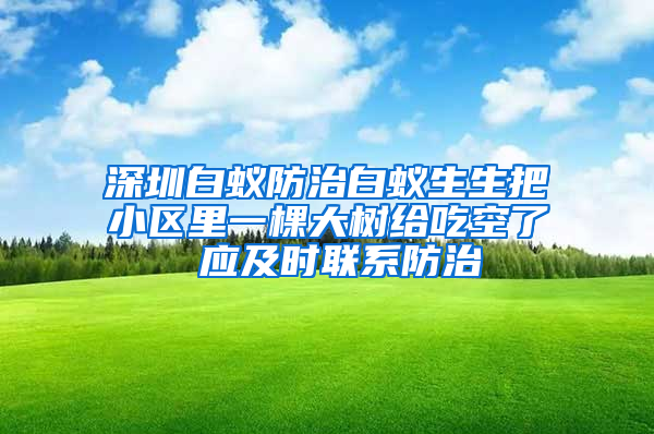 深圳白蟻防治白蟻生生把小區里一棵大樹給吃空了 應及時聯系防治